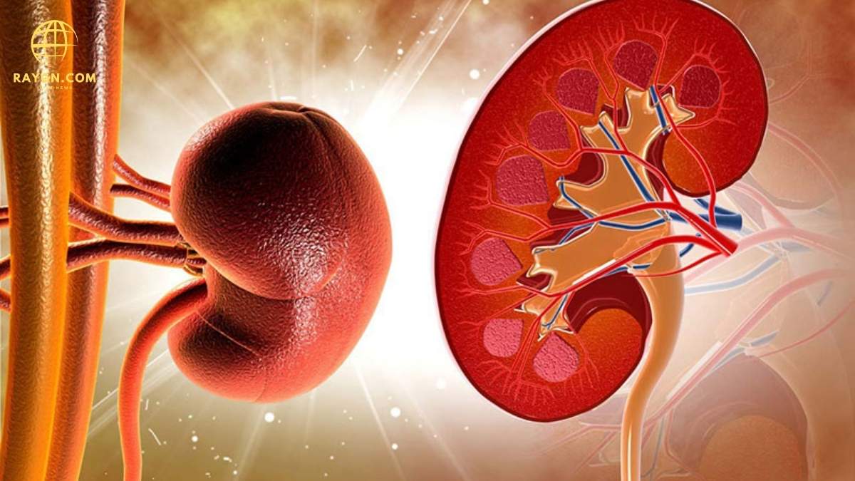 10 Warning Signs of Kidney Disease You Should Never Ignore: Early Detection Tips