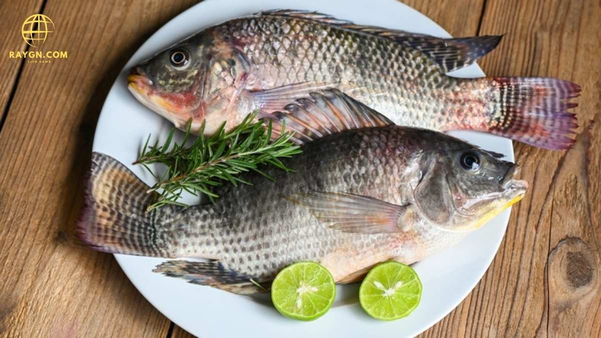 Is Tilapia Fish Bad for You? Health Risks and Benefits Explained