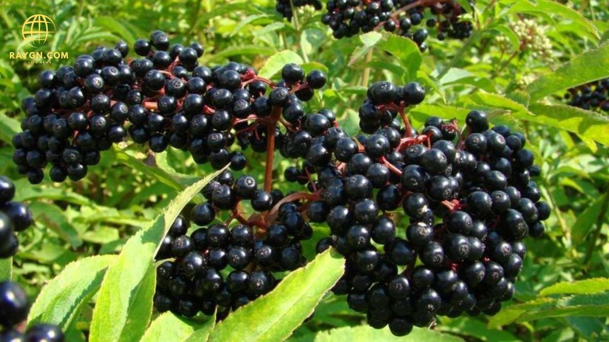 What Are the Benefits of Elderberry? Health Advantages and Uses Explained