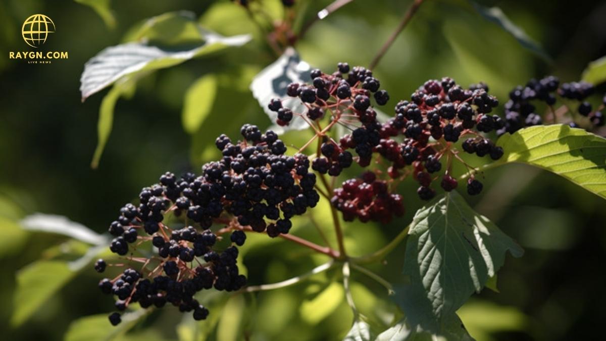 What Are the Benefits of Elderberry? Health Advantages and Uses Explained