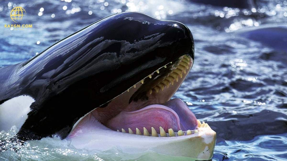 Terrifying Orca Imitates Human Speech: Shocking Recording Stuns Listeners