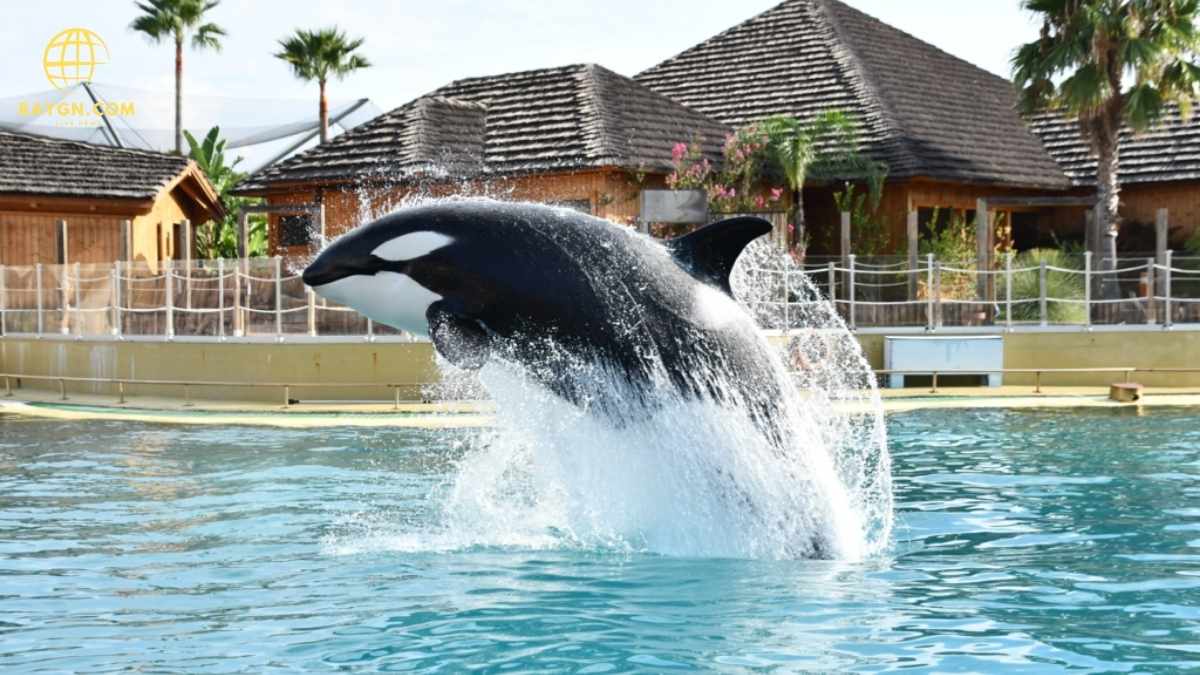 Terrifying Orca Imitates Human Speech: Shocking Recording Stuns Listeners