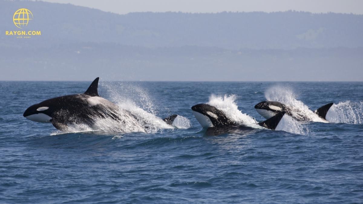 Terrifying Orca Imitates Human Speech: Shocking Recording Stuns Listeners