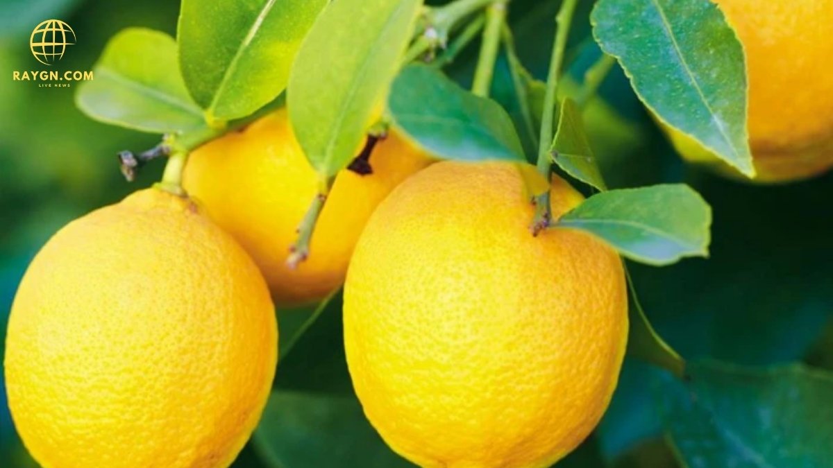 Sleeping with Lemons on Your Nightstand: The Unexpected Benefits You Need to Know