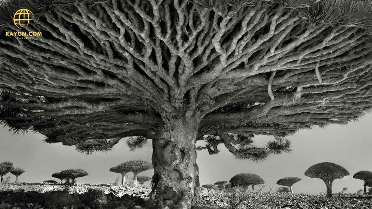  Ancient Tree Reveals Chaotic Story of Earth's Magnetic Field Reversal