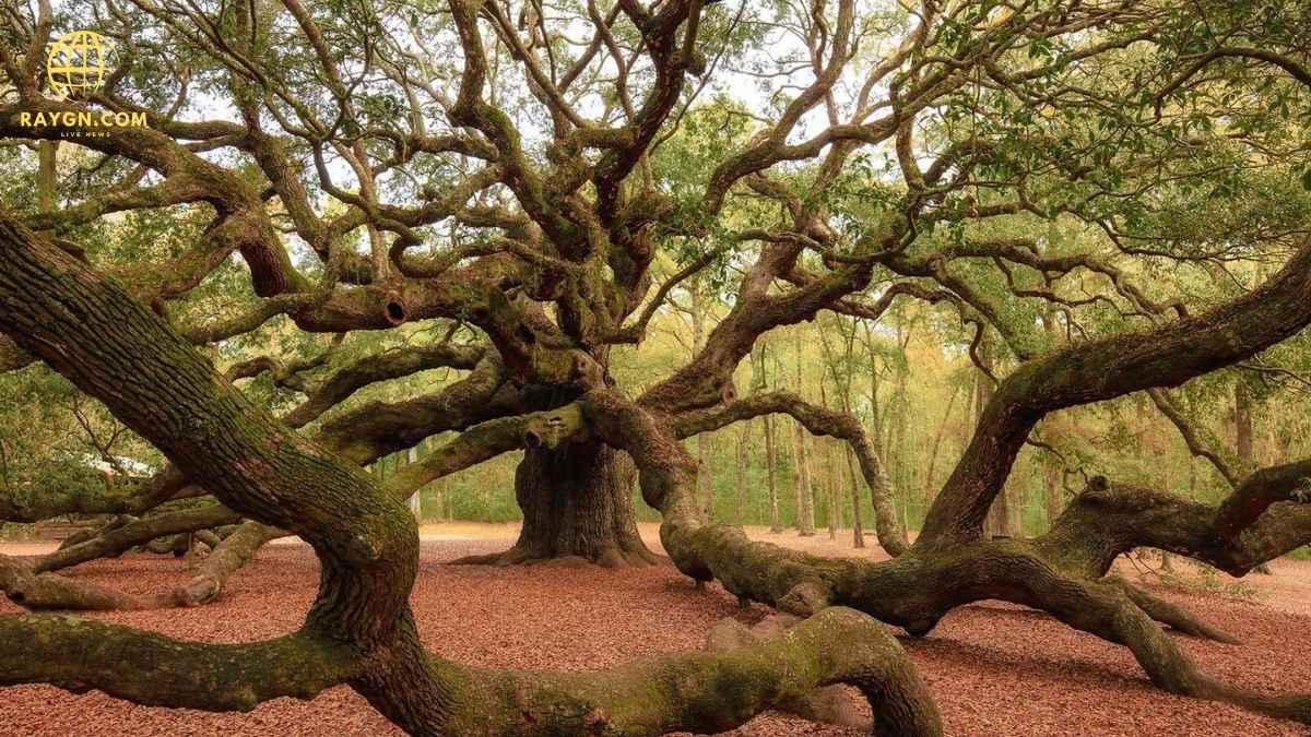  Ancient Tree Reveals Chaotic Story of Earth's Magnetic Field Reversal