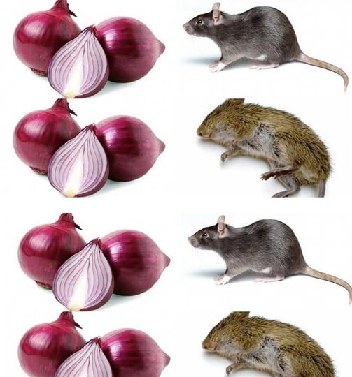 Say Goodbye to Rats Naturally: The Surprising Power of Onions!