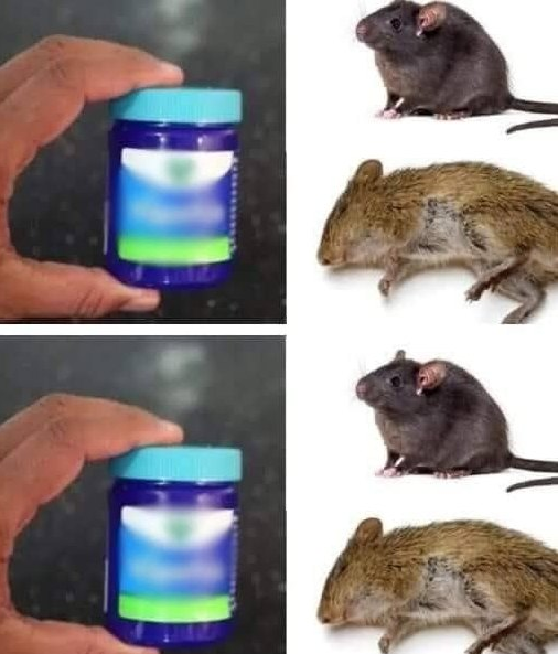 How to naturally repel rats and mice using Vicks Vaporub!