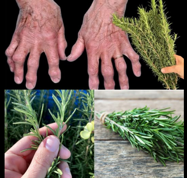 Apply Rosemary to Your Joints: Feel Young and Energized Again!