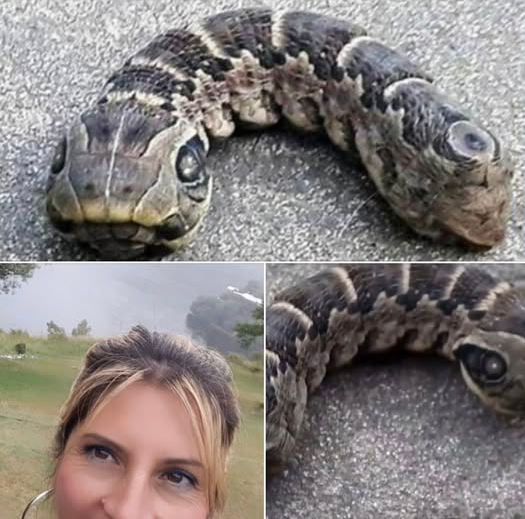 A woman encounters a mysterious snake-like creature in her backyard.