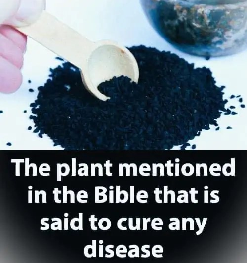 Plant in the Bible Said to Heal All Ailments