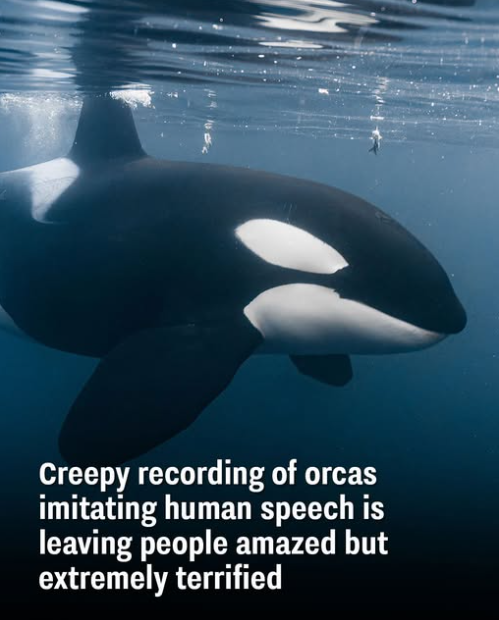 Terrifying Orca Imitates Human Speech: Shocking Recording Stuns Listeners