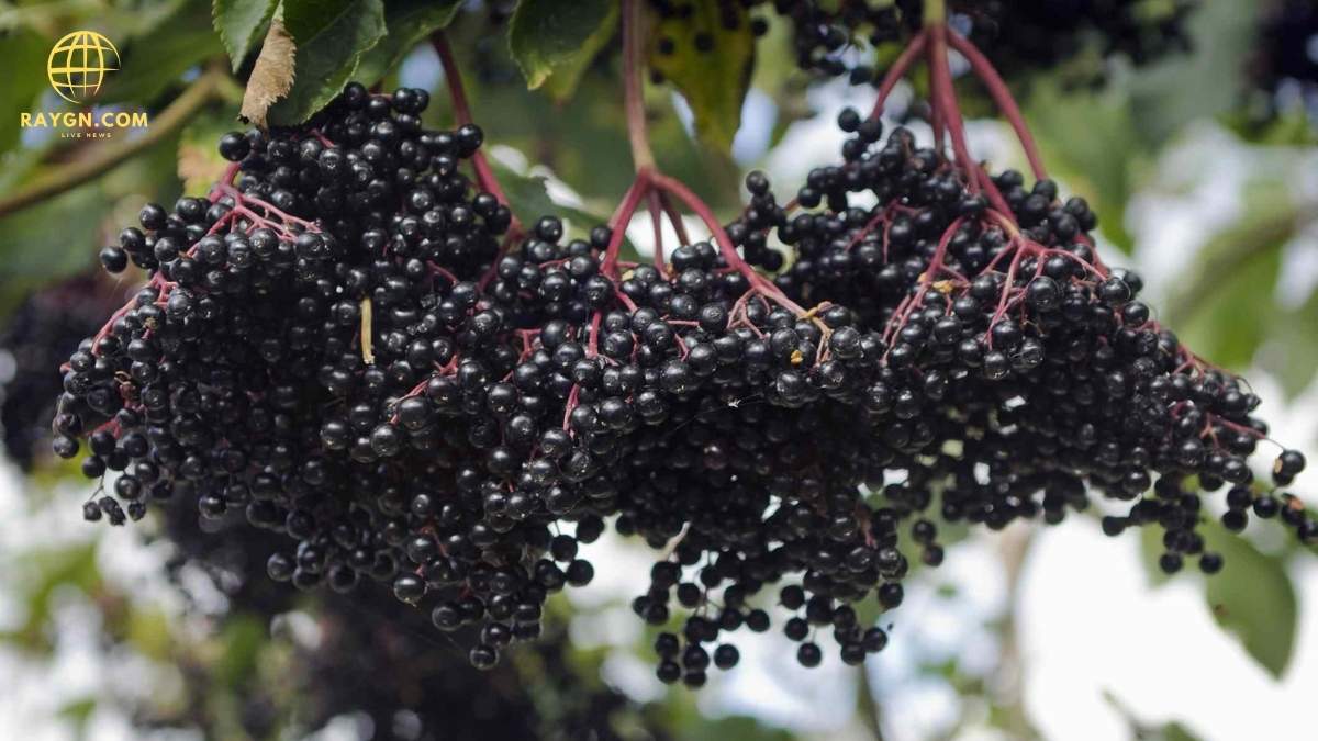 What Are the Benefits of Elderberry? Health Advantages and Uses Explained