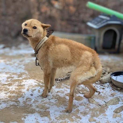 Chained for Life to Guard a Chicken Coop, She Struggled to Eat Snow to Stay Alive
