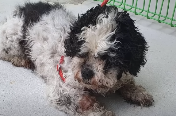 She Can’t See, She Can’t Understand—A Blind 10-Year-Old Dog Begs Not to Be Abandoned