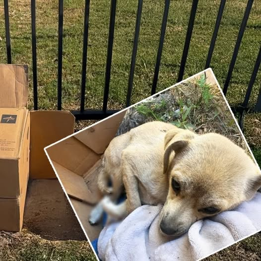 A Dog Wept Silently With a Broken Leg, Begging Her Owner—But She Walked Away