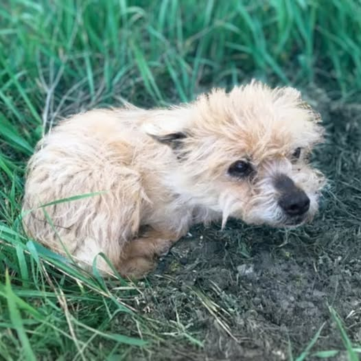 The Dog, Abandoned by the One He Trusted Most, Is Devastated and Losing Hope