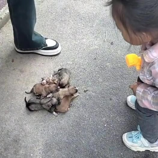 Six Puppies Abandoned in a Trash Can, Crying for Help! Every Life Deserves to Be Respected