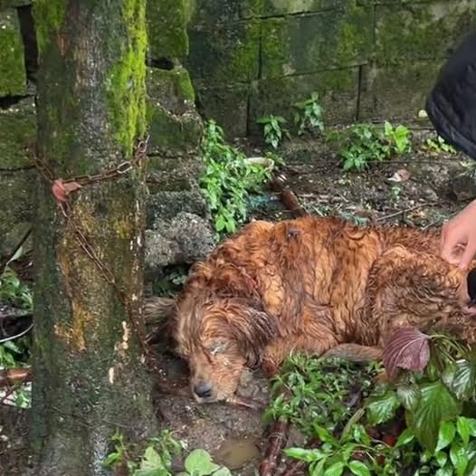 The Lying Owner Who Tricked Us and Left Him in the Heavy Rain for Many Days