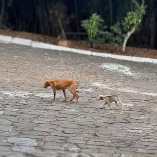 The Mother Dog Who Hurriedly Led Her Puppies Away from Villagers, Fearing the Worst