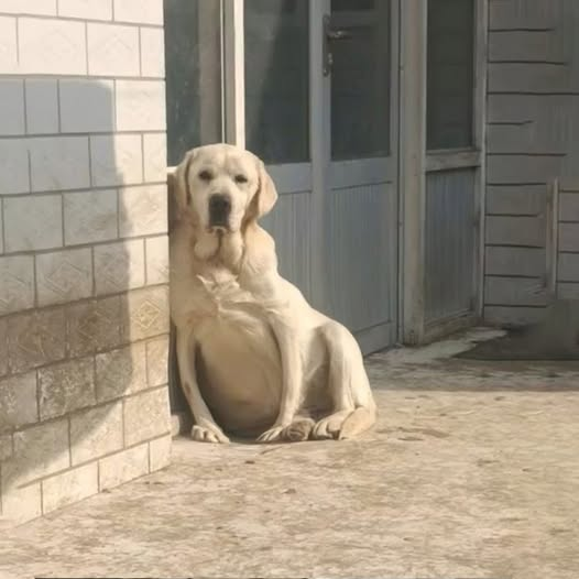 From Rejection to Redemption: The Pregnant Dog Who Found Love After Cruelty