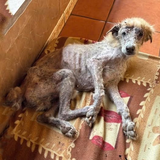 Silent in Despair: The Elderly Dog Abandoned for Growing Old