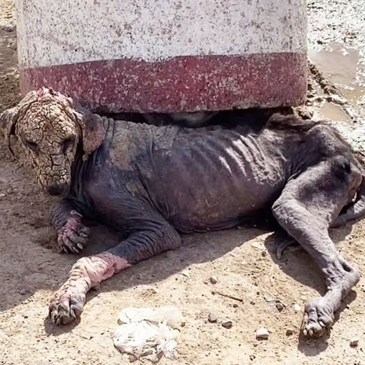 Nejat: From Scorching Sun to a Life Full of Love