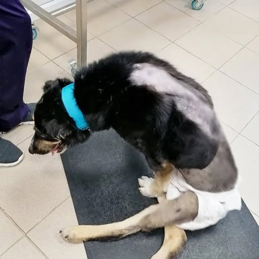 A Paralyzed Dog in the Freezing Cold: From Fear to Freedom