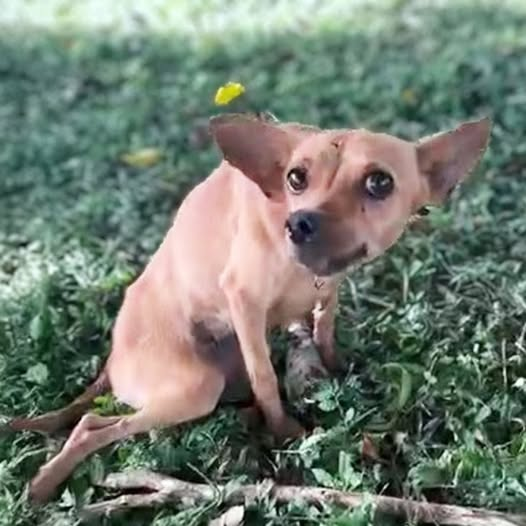 Suvy: The Dog Too Traumatized to Walk After Chasing the Owner Who Abandoned Her