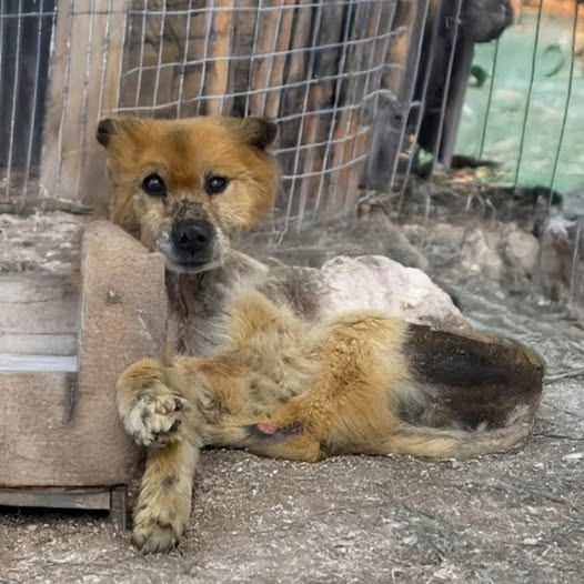 Chained and Blind: The Dog Who Finally Learned What Love Feels Like